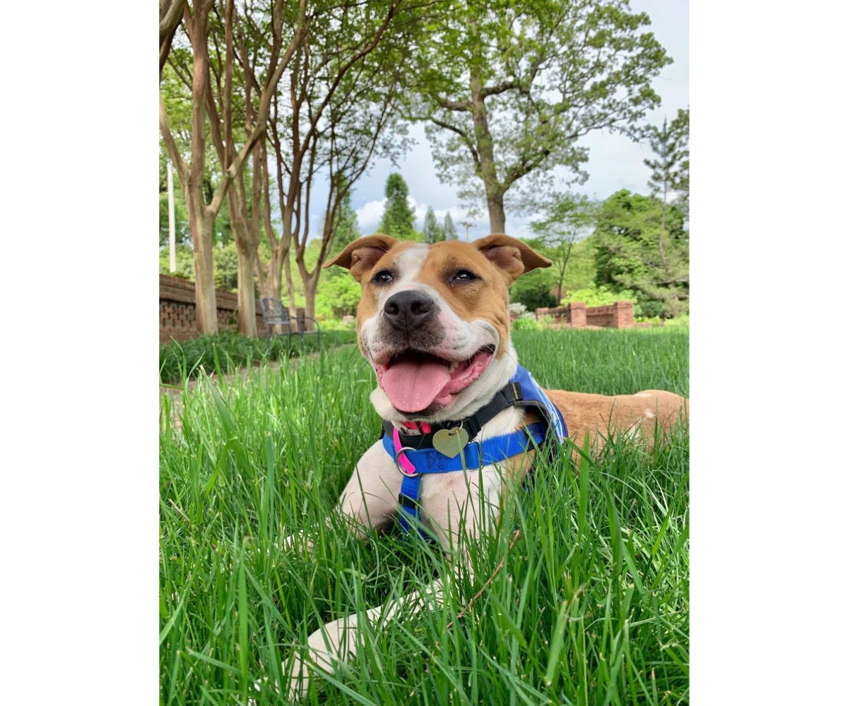 Rescue dog in grass